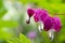 Dicentra spectabilis asian bleeding hearts, heart shaped flowers