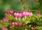 Dicentra spectabilis - Lamprocapnos spectabilis