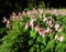 Dicentra, wild or fringed bleeding-heart, turkey-corn