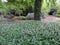 Dicentra, wild or fringed bleeding-heart, turkey-corn in park