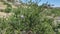 DICHELOSTEMMA CAPITATUM BLOOM - PIONEERTOWN MP - 050120 - V B