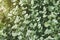 Dichondra argentea - Silver Falls Plant Natural Pattern Background