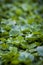 Dichondra and clovers with water drops