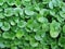 Dichondra repens background