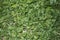 Dichondra repens flowerbed