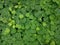 Dichondra repens Forst