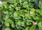 Dichondra Repens plant is grown at the nursery