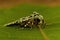 Dichonia aprilina moth