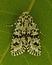 Dichonia aprilina moth