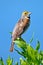 Dickcissel