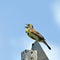 Dickcissel