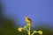 Dickcissel  809776