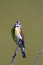 Dickcissel Sings 807816