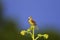 Dickcissel Sings 809805