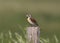 Dickcissel spiza americana