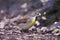 Dickcissel (Spiza americana)