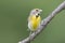 Dickcissel, Spiza americana, male on branch