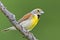 Dickcissel, Spiza americana, male perched