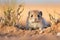 dickersons collared lemming in a desert meadow