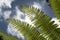 Dicksonia antarctica soft tree fern, man fern is a species of evergreen tree fern native to eastern Australia, here invading the