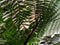 Dicksonia sellowiana ferns