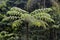 Dicksonia sellowiana, the great fern of the Americas