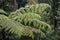 Dicksonia sellowiana, the great fern of the Americas