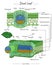 Dicot Leaf structure or anatomy