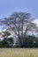 Dicot tree in a field