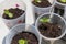 Dicotyledon seedlings growing