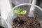 Dicotyledon seedlings growing