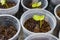 Dicotyledon seedlings growing