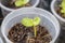 Dicotyledon seedlings growing