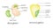 Dicotyledon vs monocotyledon