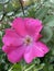 Dicotyledons Pink rose flowers. Free photography.