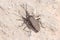 Dicranocephalus albipes true bug walking on a rock on a sunny day