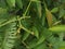 Dicranopteris linearis incomplete leaf tips