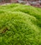 Dicranum scoparium Under the Trees