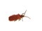 Dictyoptera aurora red golden net-wing beetle