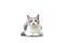 Dicut of White Tabby Cat sitting on white background. Scottish fold cat isolate on white background. White cat in studio