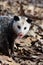 Didelphis virginiana