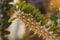 Didierea trollii. The plant is a southwestern habitat of Madagascar.