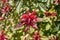 Didyma monarda flowers in a botanical garden