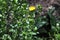 die Heilpflanze Grindelie - the herbal plant gumweed