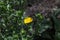 die Heilpflanze Grindelie - the herbal plant gumweed