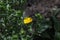 die Heilpflanze Grindelie - the herbal plant gumweed