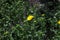 die Heilpflanze Grindelie - the herbal plant gumweed