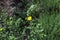 die Heilpflanze Grindelie - the herbal plant gumweed