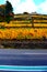 Dieblich, Germany - 10 28 2020: yellow vineyards with a house above