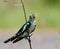 Diederick cuckoo gripping twig